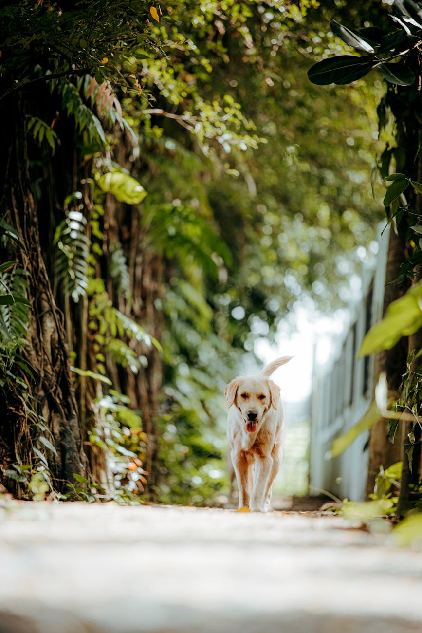 Exploring the Benefits of Forest Bathing for Mental Health